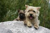 CAIRN TERRIER 443